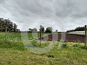 Greenhouse field cultivated photo