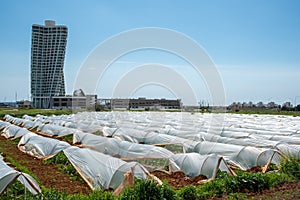 Greenhouse in the field for growing vegetables and modern building. Urban agriculture