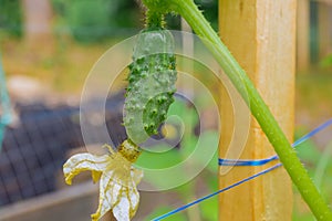 Greenhouse is filled with green small cucumbers during the growth of crop