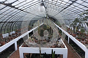 Greenhouse Filled with Growing Cactuses at the Buenos Aires Botanical Garden