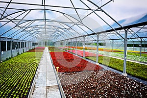 Greenhouse for flower growing