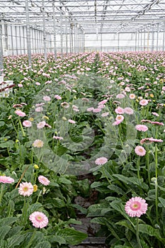 Greenhouse flower nursery