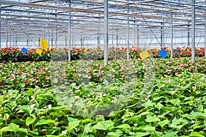 Greenhouse flower plant