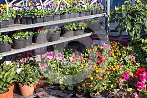 Greenhouse flower seedlings. Lines of small plants growing in a greenhouse