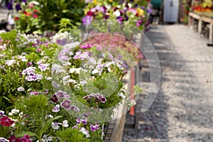 Greenhouse flowers