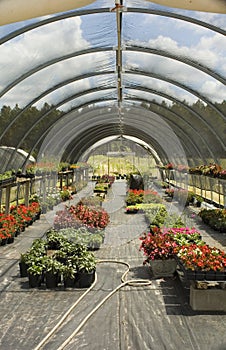 Greenhouse with Flowers