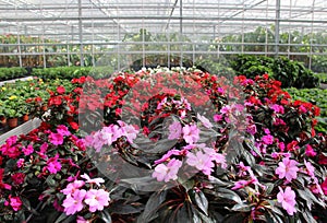 Greenhouse with flowers