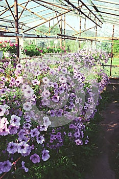 Greenhouse flowers