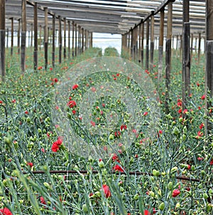 Greenhouse with flowers of carnation