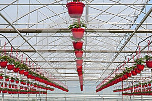 Greenhouse. Flowers in red pots. Flower agribusiness