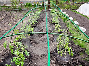 Greenhouse frame with crossbars from garden arches