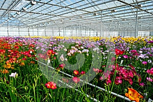 Greenhouse freesia`s