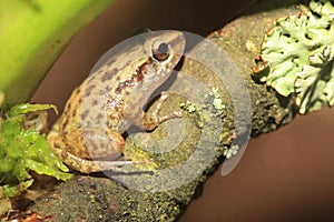 Greenhouse frog photo