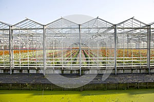 Greenhouse full of blossoming flowers in the netherlands