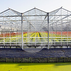 Greenhouse full of blossoming flowers in the netherlands