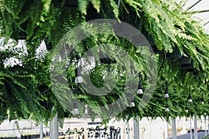 Greenhouse full of Boston ferns Nephrolepis exaltata among string lights photo