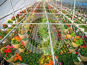 Greenhouse Full of Colorful Flowers