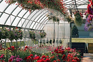 Greenhouse full of flowers