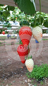 Red fresh strawberries in the field tasty