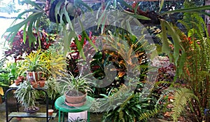 Greenhouse full of tropical plants