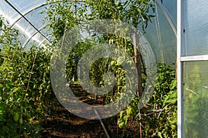 greenhouse in the garden