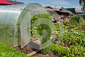 greenhouse in the garden