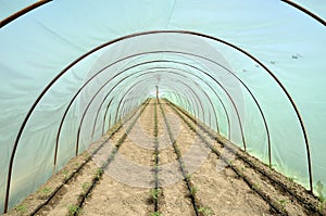 Serra un giardino letti da pomodoro 