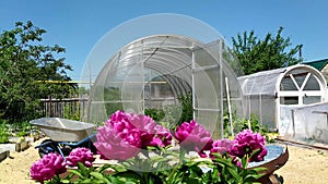 Greenhouse in the garden. Open doors in a greenhouse with vegetables. In the foreground, out of focus, the wind shakes peony