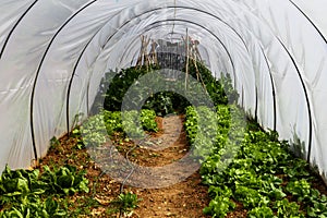 Greenhouse garden with vegetables