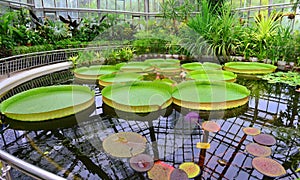 Greenhouse - Giant water lily