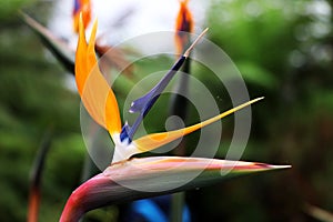 In greenhouse, in Glasgow, A three colorful flower named Strelitzia reginae