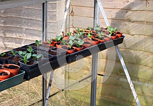 Greenhouse or glasshouse plants.