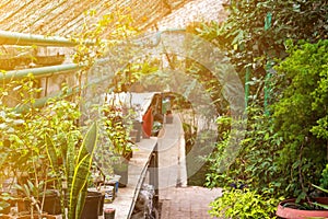Greenhouse glasshouse sunny interior full of fresh green plants. Modern interior architecture design. Natural Indoor