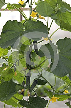 Greenhouse with growing cucumbers in organic farm. Homemade vegetables harvest