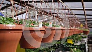 Greenhouse with growing flowers. A picture of green seedlings in a greenhouse - organic farming.