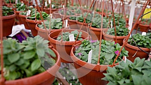Greenhouse with growing flowers. A picture of green seedlings in a greenhouse - organic farming.