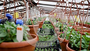 Greenhouse with growing flowers. A picture of green seedlings in a greenhouse - organic farming.