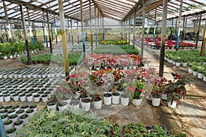 greenhouse for growing ornamental plants