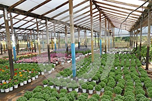 greenhouse for growing ornamental plants