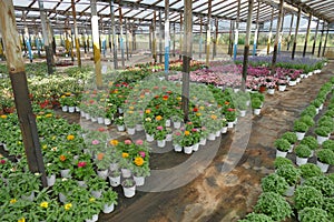 greenhouse for growing ornamental plants