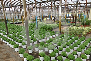 greenhouse for growing ornamental plants