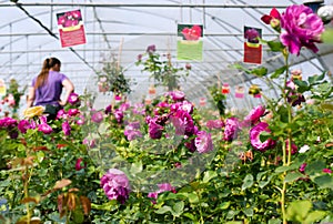 Greenhouse for growing roses