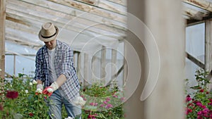Greenhouse with growing roses inside which A male gardener in a hat inspects flower buds and petals. A small flower