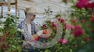 Greenhouse with growing roses inside which A male gardener in a hat inspects flower buds and petals. A small flower