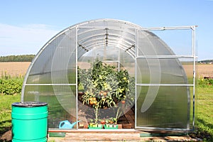 Greenhouse with growing tomatoes