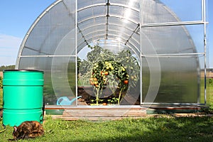 Greenhouse with growing tomatoes