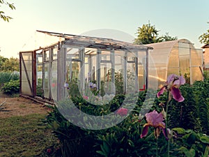 Greenhouse for growing vegetables in the garden