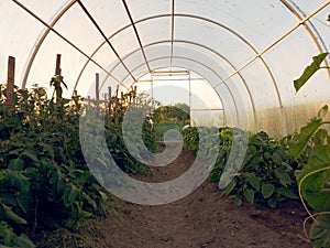 Greenhouse for growing vegetables in the garden