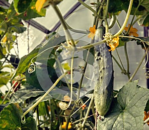 In the greenhouse grows a young cucumber.