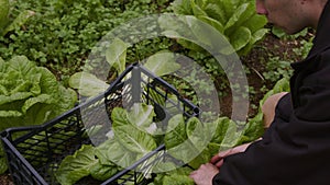 Greenhouse Harvest Season: Man in Black Jacket and Beige Trousers Gently Harvesting Fresh Lettuce, Embodying the Joy and